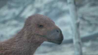 This Atrociraptor is an opportunist. - Prehistoric Planet