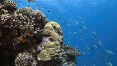 This is Australia's
Great Barrier Reef, - Attenborough's Life in Colour