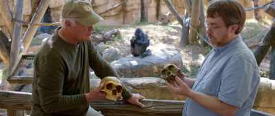 This is Australopithecus africanus. - Is Genesis History?