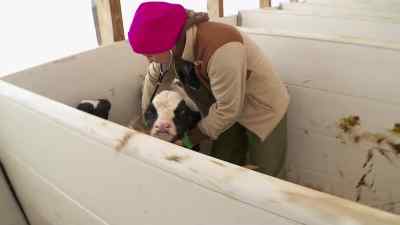 This is awesome. - The Incredible Dr. Pol