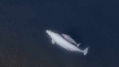 "This baby puts on a pound a day." - Secrets of the Whales