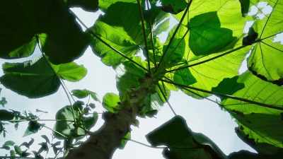 This balsa has won its battle
for the light. - The Green Planet
