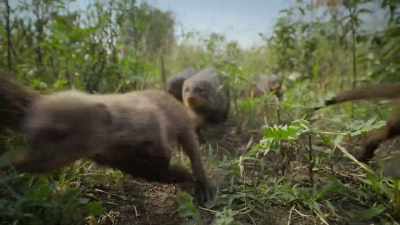 This band of mongooses lives close by. - Super/Natural