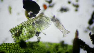 - This bdelloid rotifer
was alive during the age - The UnBelievable with Dan Aykroyd