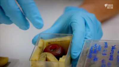 This bead is made of amber. - Curse of the Ancients with Alice Roberts