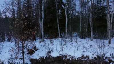 This bear could literally be
watching us at any moment. - Life Below Zero: Next Generation