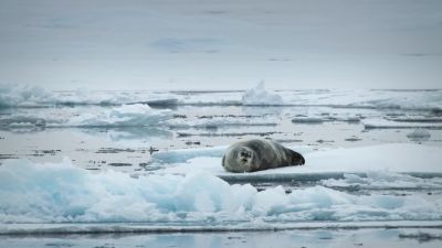 This bearded seal is so blubbery, it could last her days. - Big Beasts