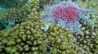 - This beautiful starfish
is covered in venomous spines. - Kings of Pain