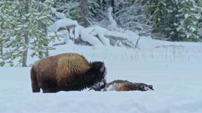 This has become known
simply as winter kill. - Yellowstone: One-Fifty