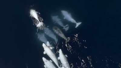 'This benevolent
cross-cultural acceptance" - Secrets of the Whales