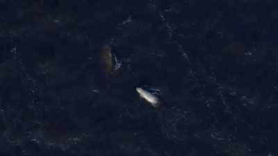"This big male finds
the perfect perch..." - Secrets of the Whales