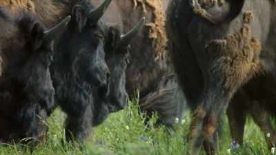 This bison herd has been on
the move for several days. - Yellowstone: One-Fifty