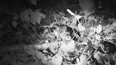 This booby trap, so to speak - Expedition Bigfoot
