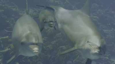 This bottlenose dolphin mum - Oceans: Our Blue Planet
