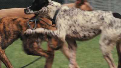 This brain region
also helps determine personality, - Inside the Mind of a Dog