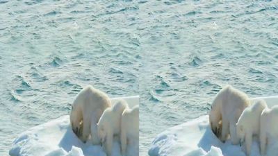 This brave mother was willing to do anything to protect her cubs - To the Arctic