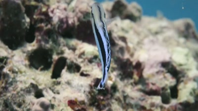 This brilliant mimic
is a false cleaner fish. - A Year on Planet Earth
