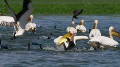This brutal tactic enables each pelican
to catch many more fish - Seven Worlds, One Planet
