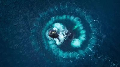 This bubble-netting technique allows the whole pod to take their fill... - Big Beasts