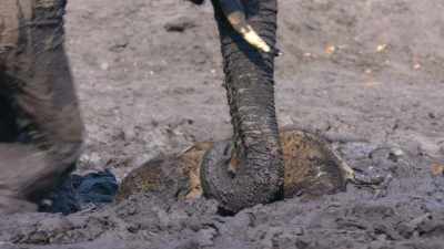 This calf became completely locked
in this mud. - In the Footsteps of Elephant