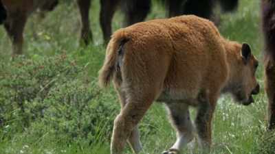 This calf was born in April - Yellowstone: One-Fifty