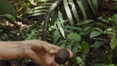 This is called
elephant's palm nut. - Naked and Afraid