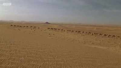 This is camel land. - Michael Palin: Travels of a Lifetime