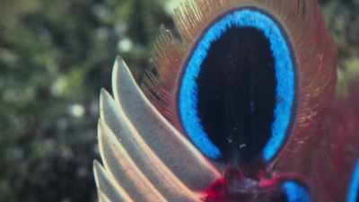 This camera has revealed to us a
first glimpse into a world of light - Attenborough's Life in Colour