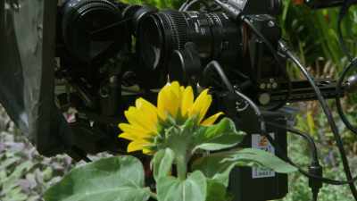 This camera set—up lets us look at
that flower in two different ways. - Attenborough's Life in Colour