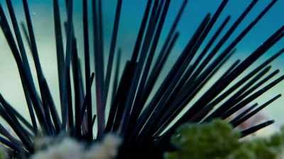 This can be the worst of them. - Blue Planet II