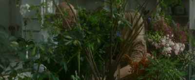 This can be toxic to animals
if they eat the leaves. - Measure of Revenge
