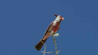 This cardinal is found
in the American southwest, - Absurd Planet
