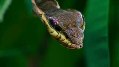 This caterpillar's impression
of a deadly snake is so convincing - Tiny World