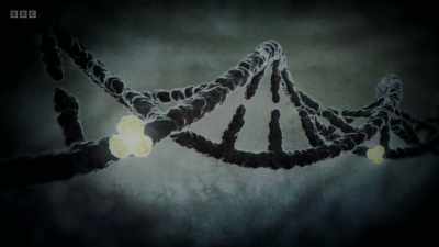 This changes the way
the gene is read, - The Human Body: Secrets of Your Life Revealed
