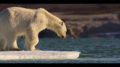 This changing landscape creates
a challenge for a hungry polar bear... - Our Oceans