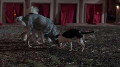 This is Charlie, Aggie,
Savannah, and Bailey, - Christmas Unleashed