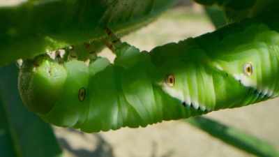 This chemical
sedates the caterpillars - The Green Planet