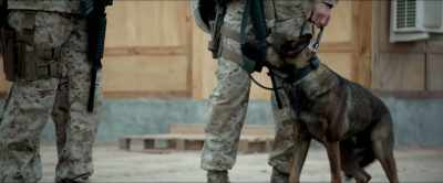 This is Chico Chico sit - Megan Leavey