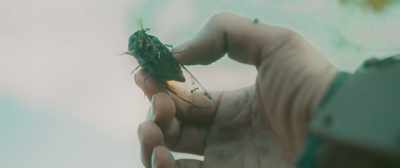 This cicada has been buried
for more than 10 years - Till We Meet Again