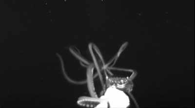 This clip is incredible
because we're seeing this squid - Mysteries of the Deep