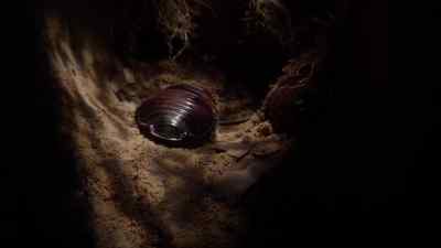This cockroach will live
for eight years or more. - Micro Monsters with David Attenborough