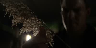 This is cogongrass. - Reacher