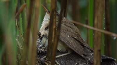 This committed pair goes
to any lengths to keep him protected. - Wild Babies