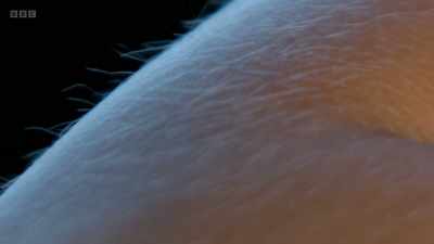 This constant growth is going
on all over our bodies. - The Human Body: Secrets of Your Life Revealed