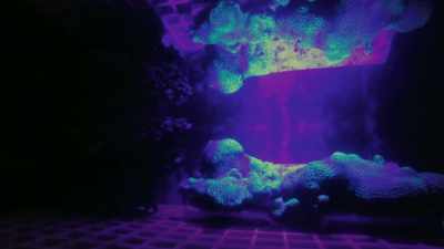 This coral has lost
its algal symbionts, - Attenborough's Life in Colour