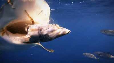 This could be a clue
why a bull shark's bite - Shark Attack Files