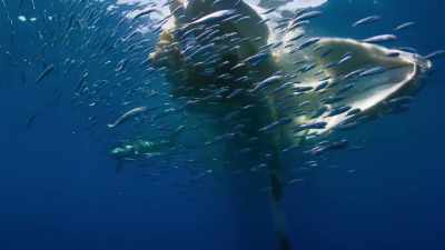 This could be a real feast, - Blue Planet II