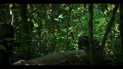 This could be an opportunity to form a very useful relationship. - Chimp Empire