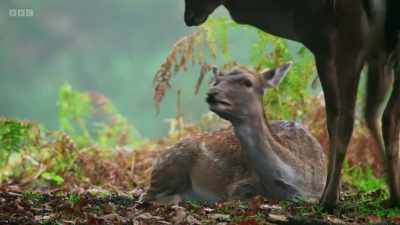 ..this could be the
young buck's lucky day. - Wild Isles