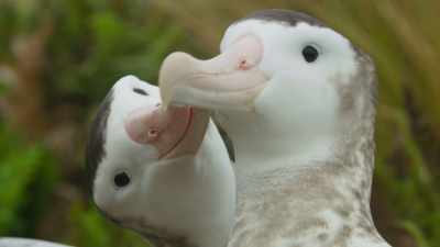 This could still be the one - Frozen Planet II